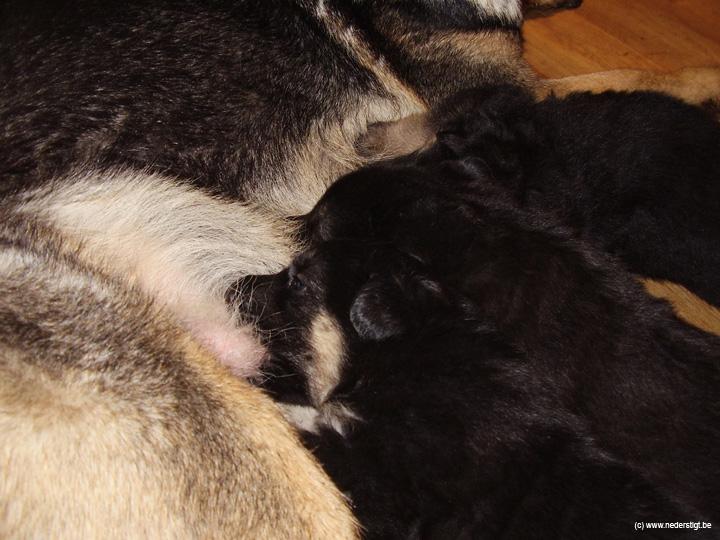 puppies (47)